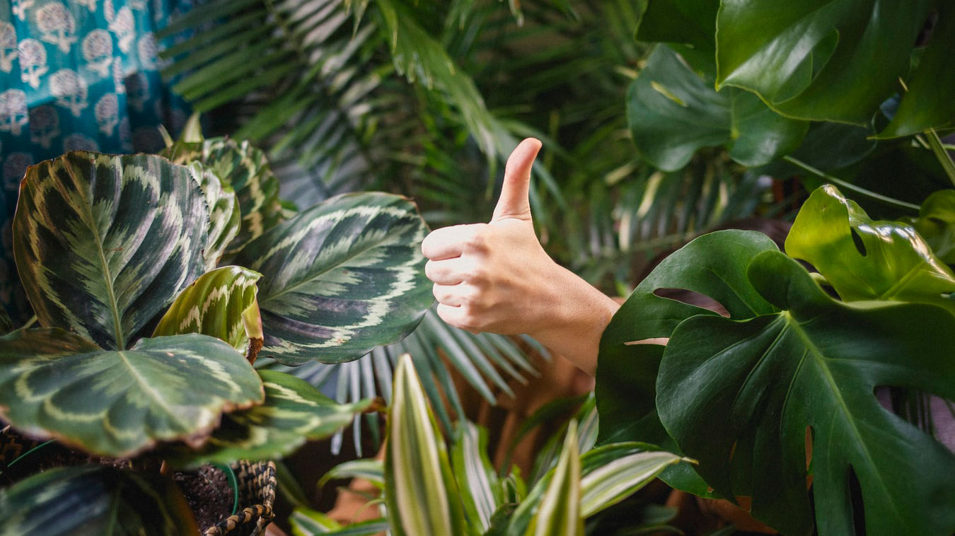 A hand doing a 'thumb up' amidst some green plants. Photo.