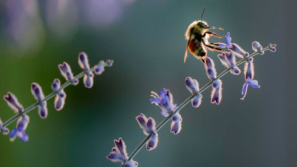 A bee sitting on a blue flower. Photo.