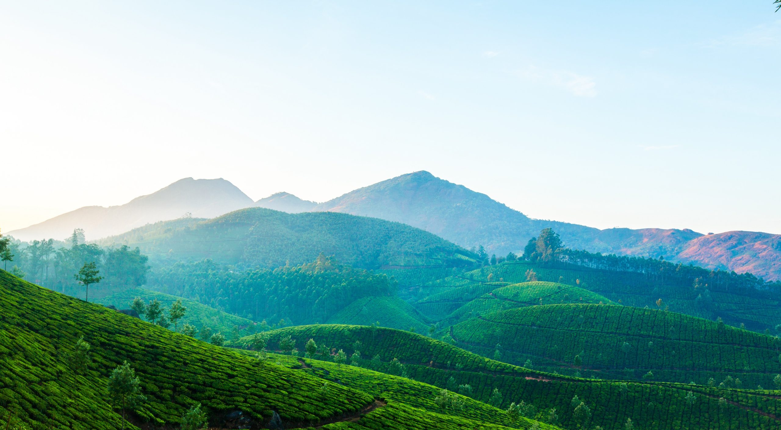 Landscape of the tea plantations in India, Kerala Munnar.